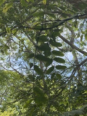 Tipuana tipu