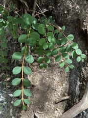 Symphoricarpos rotundifolius