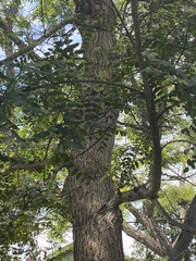 Tipuana tipu