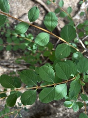 Symphoricarpos rotundifolius