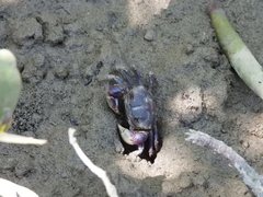 Pseudohelice subquadrata