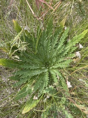 Cirsium