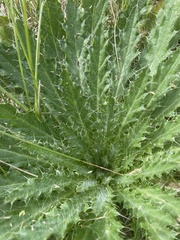 Cirsium