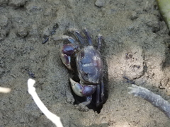 Pseudohelice subquadrata