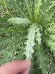 Cirsium