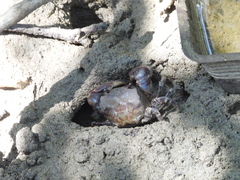 Pseudohelice subquadrata