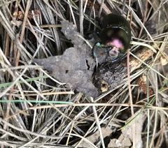 Geotrupes splendidus