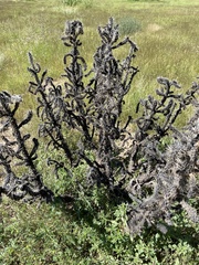 Cylindropuntia