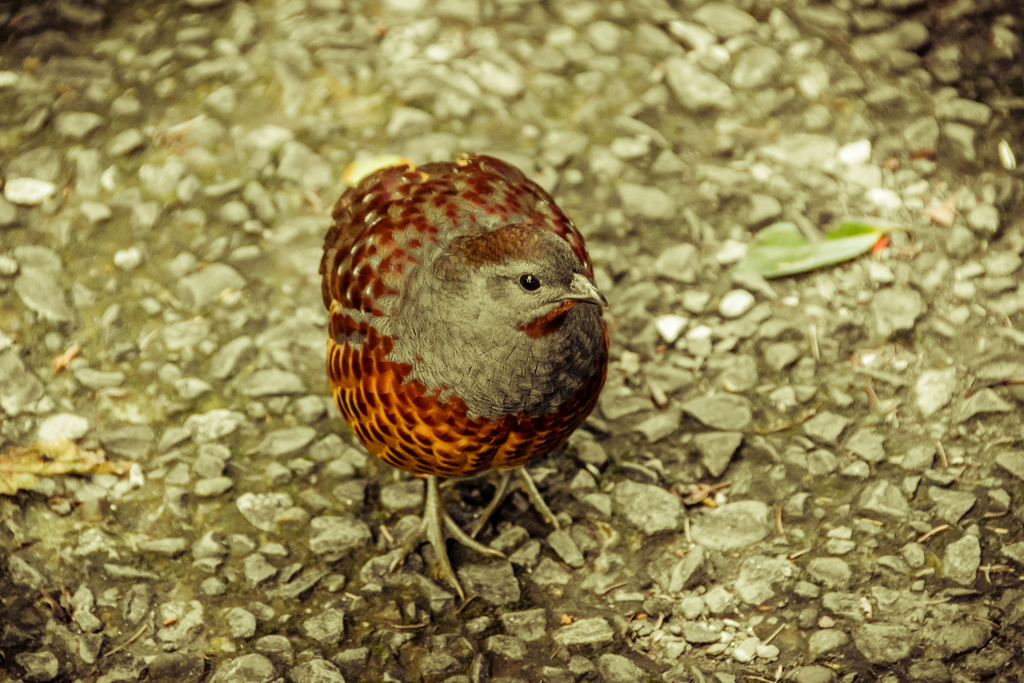 Taiwan Bamboo-Partridge