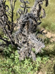 Cylindropuntia