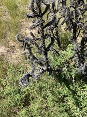 Cylindropuntia
