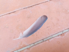 Thraupis episcopus cana