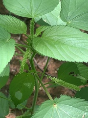 Acalypha ostryifolia