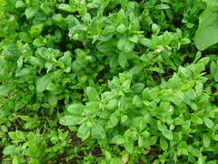 Polygonum aviculare
