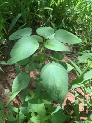 Acalypha ostryifolia