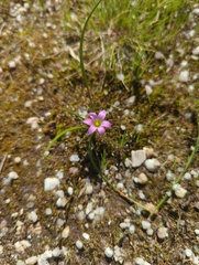 Romulea rosea