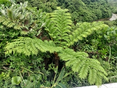 Sphaeropteris lepifera