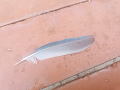 Thraupis episcopus cana