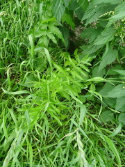Pastinaca sativa sylvestris