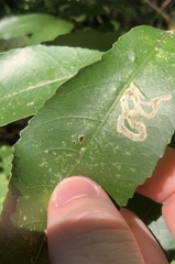 Liriomyza flavolateralis