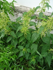 Urtica sondenii