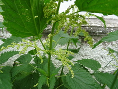 Urtica sondenii