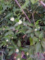 Lantana velutina
