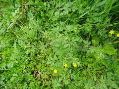 Potentilla paradoxa