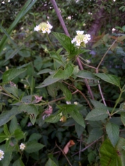 Lantana velutina