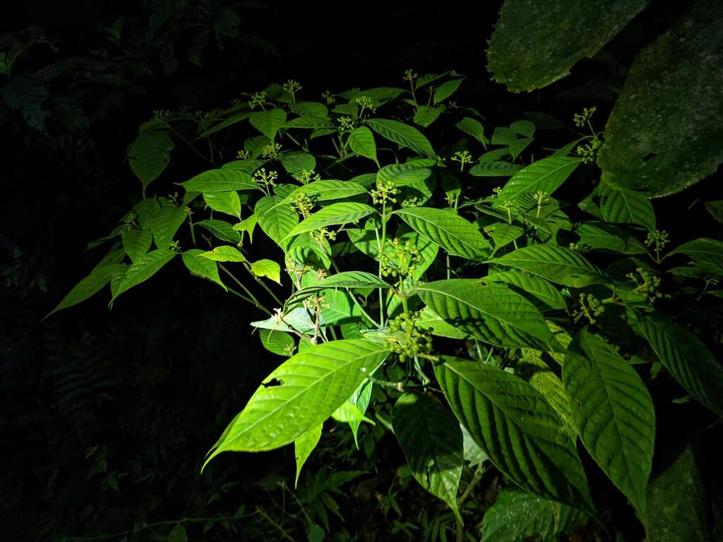 Palicourea acuminata; photograph (c) Zac Peterson, some rights reserved (CC BY)