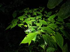 Palicourea acuminata