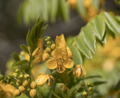 Senna stipulacea