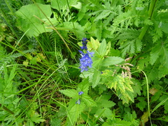 Veronica teucrium