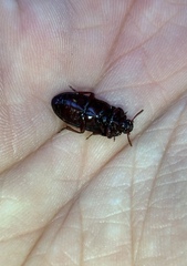 Uloma tenebrionoides