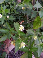 Lantana velutina