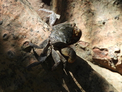 Parasesarma