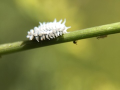 Cryptolaemus