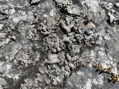 Dermatocarpon muhlenbergii