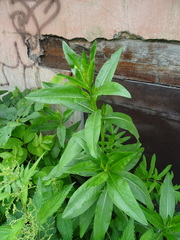 Cirsium arvense integrifolium