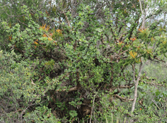 Jatropha neopauciflora