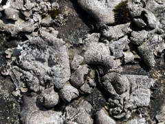 Dermatocarpon muhlenbergii