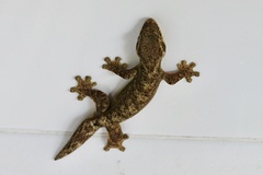 Thecadactylus solimoensis