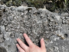 Dermatocarpon muhlenbergii