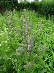 Leonurus glaucescens