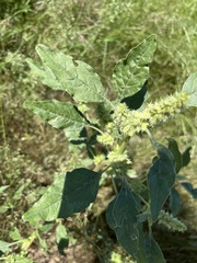 Amaranthus powellii