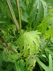 Leonurus glaucescens