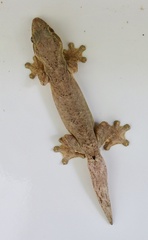 Thecadactylus solimoensis