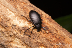 Tenebrionidae