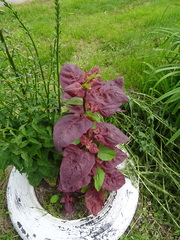Atriplex hortensis
