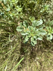 Amaranthus albus